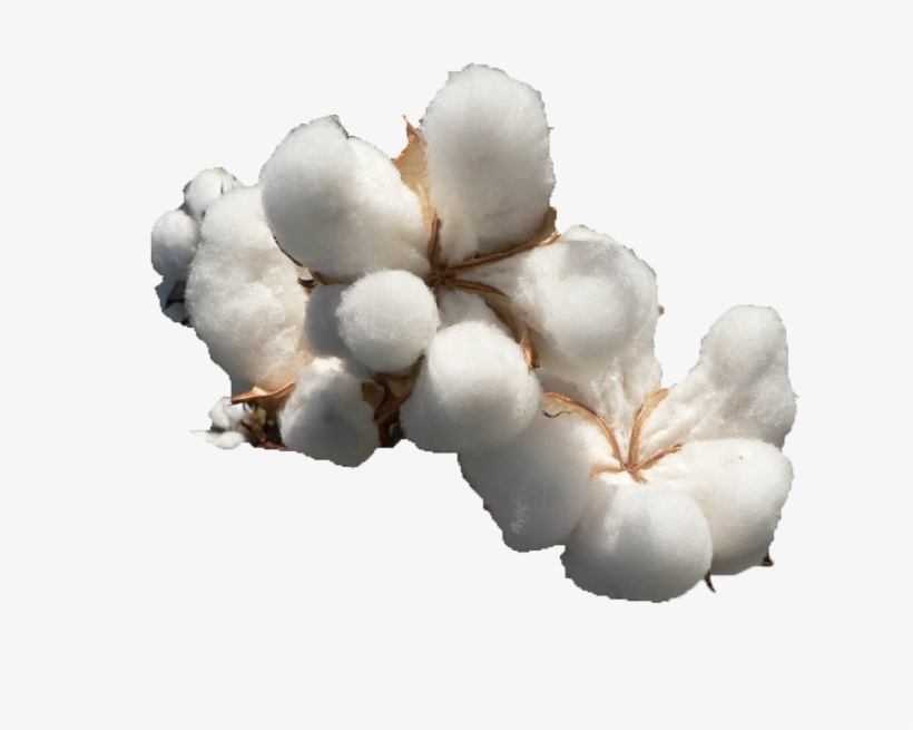 Cotton Png File Download Free - Southern Colonies Crops, transparent png #1016116
