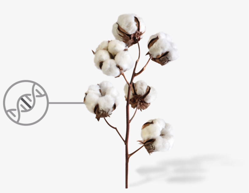 Cotton Png Image With Transparent Background - Cotton Plant, transparent png #1016121