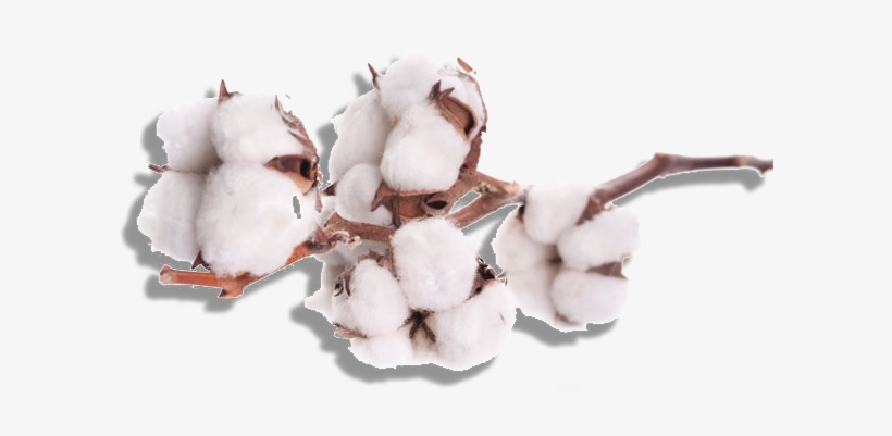 Cotton Png, transparent png #1016143
