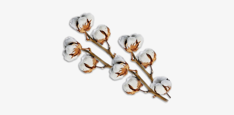 Cotton Png - Cotton Flower Home Fragrance Diffuser By Compagnie, transparent png #1016162