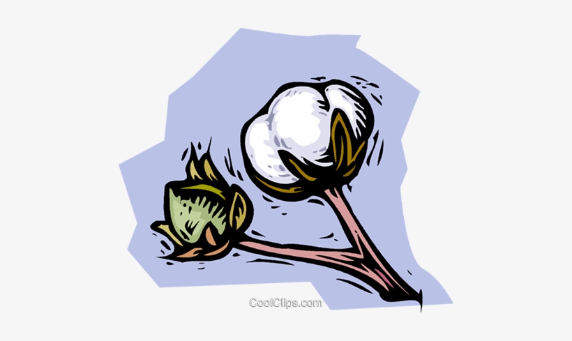 Cotton Plant Royalty Free Vector Clip Art Illustration - Cotton Plant Cartoon Drawing, transparent png #1016313