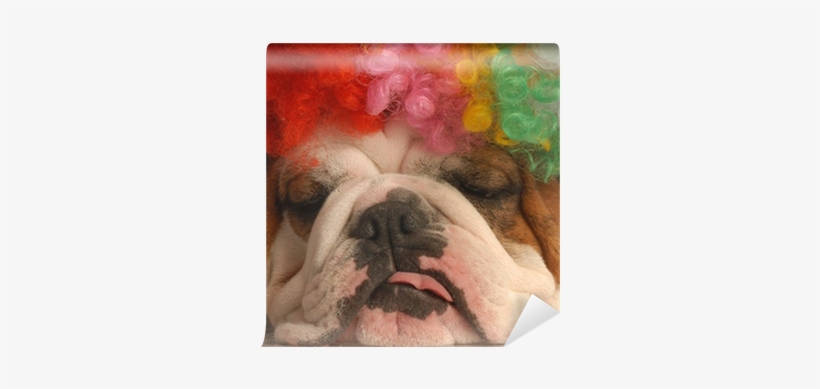 English Bulldog With Colorful Clown Wig Wall Mural - Clown, transparent png #1016343