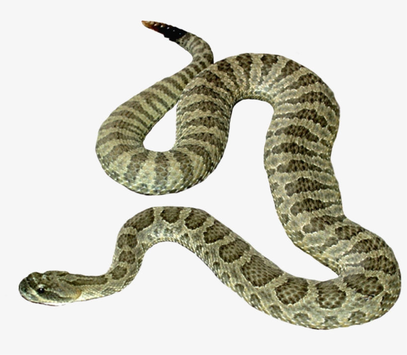 Snake Png Image Picture Download Free - Snake With No Background, transparent png #1016488