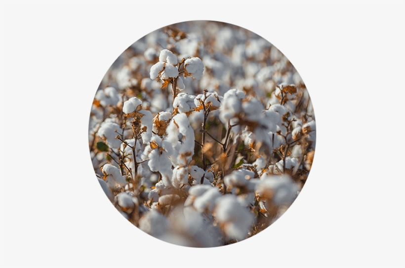 10 Point Plan For Irrigated Cotton - Yarrow, transparent png #1016689