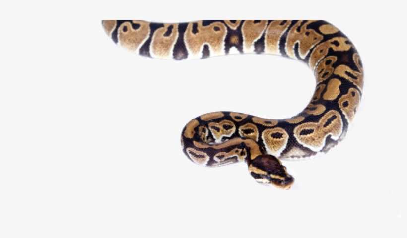 Snakes - Boa Serpente Png, transparent png #1016710