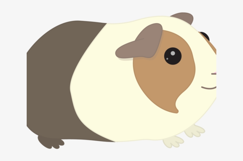 Guinea Pig Clipart Real - Guinea Pig Transparent Background, transparent png #1016789