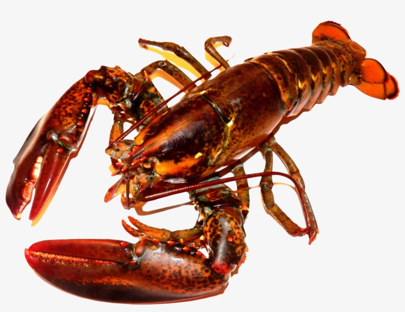 Lobster Png, transparent png #1017102