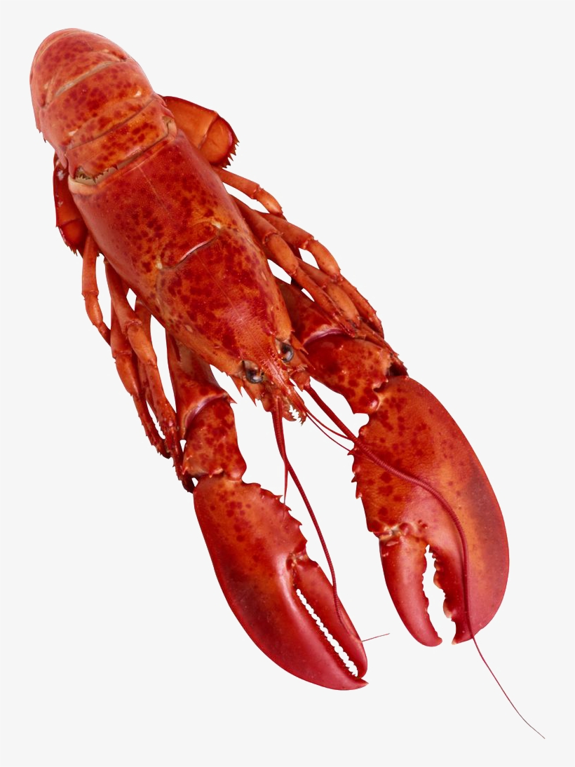 Lobster Watercolor Png - Lobster Png, transparent png #1017270