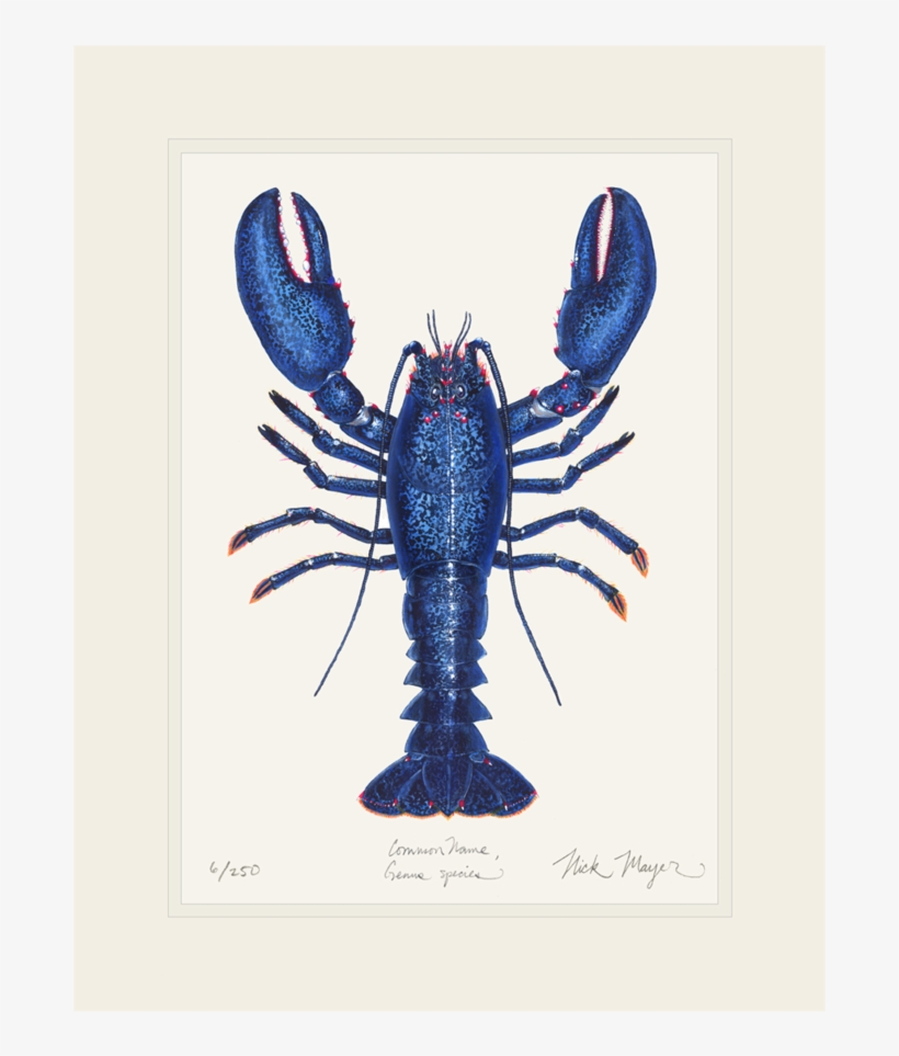 Blue Lobster - Lobster, transparent png #1017319