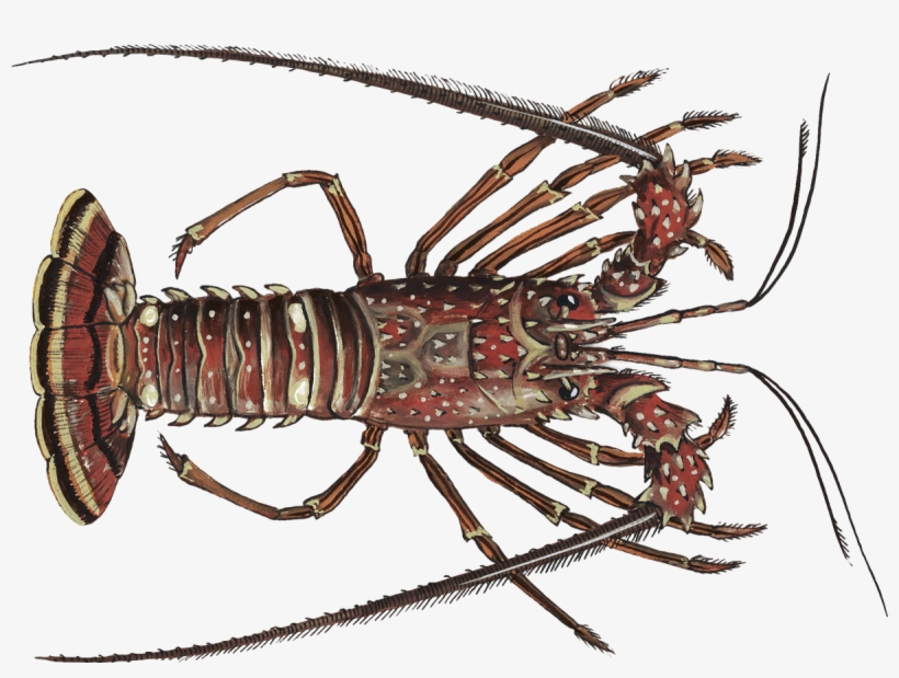 Lobster - Spiny Lobster Png, transparent png #1017381