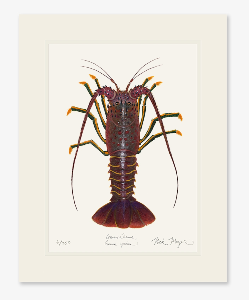 California Spiny Lobster - California Spiny Lobster Art, transparent png #1017403