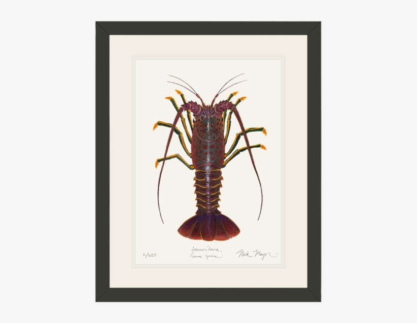 California Spiny Lobster Art, transparent png #1017457