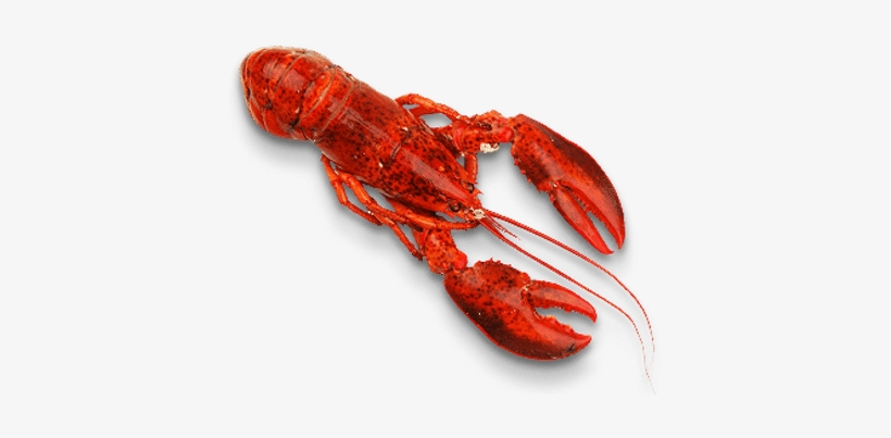 Seafood Png, transparent png #1017458