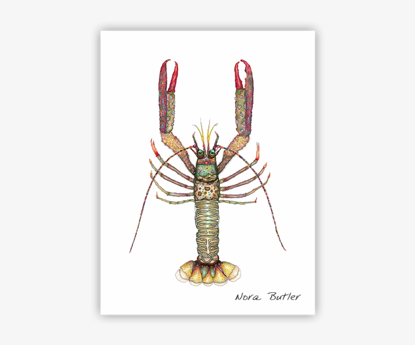 Prints - Spiny Lobster, transparent png #1017486