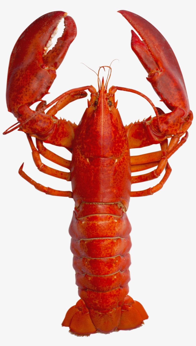Red Lobster - Andy Warhol Lobster Pop Art, transparent png #1017504
