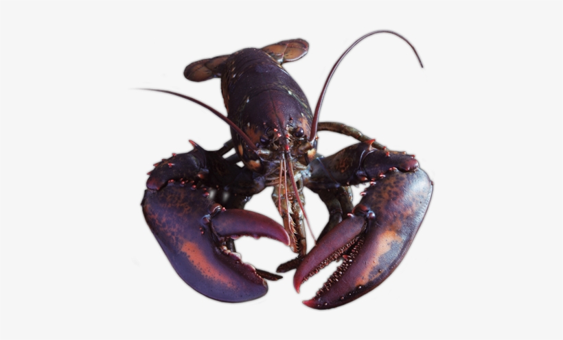 Whole Raw Lobster & Raw Tail - Lobster Uncooked, transparent png #1017670