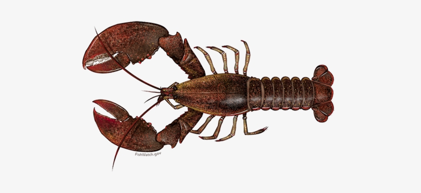 American Lobster, transparent png #1017920
