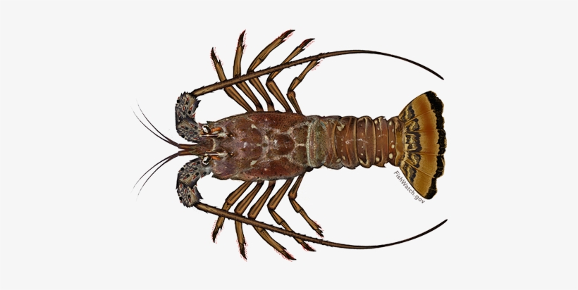 Caribbean Spiny Lobster - West Indies Spiny Lobster, transparent png #1018076