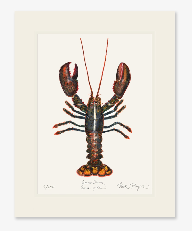 Northern Lobster - Coupon, transparent png #1018269