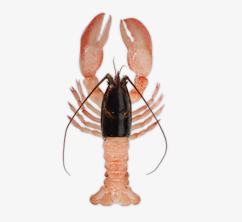 Raw Lobster Meat, transparent png #1018554