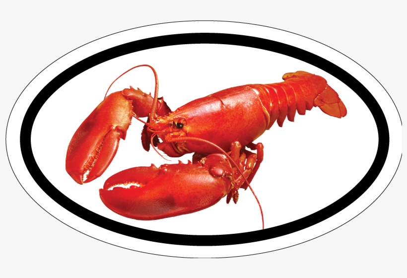 Red Lobster Maine Bumper Sticker - High Resolution Image Of A Lobster, transparent png #1018570