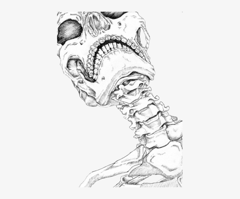 Explore Skeleton Drawings, Human Skeleton, And More - Human Neck Bone Drawing, transparent png #1019625