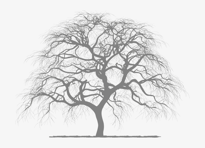 Transparent Tree - Silhouette, transparent png #10101665