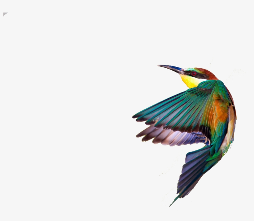 Spring Birds Png Transparent Image - Painting, transparent png #10102638