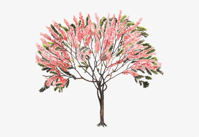 Cassia Fistula Png - Arbol Rosa Cassia Grandis, transparent png #10103143