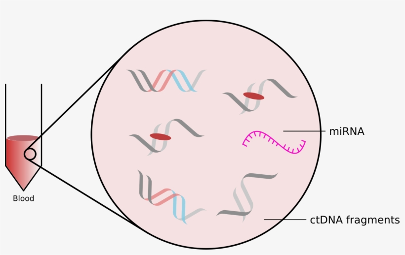 Ctdna And Mirna In Blood - Circle, transparent png #10103902
