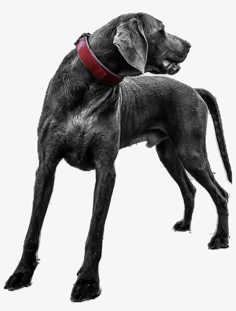 Dog On Sand, transparent png #10107690