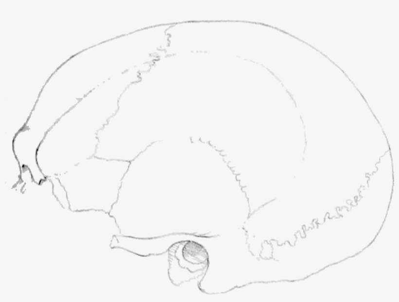 File Review Fig Png - Line Art, transparent png #10107944