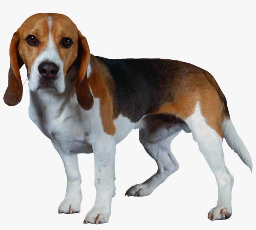 Dog Png - Beagle Harrier, transparent png #10109941