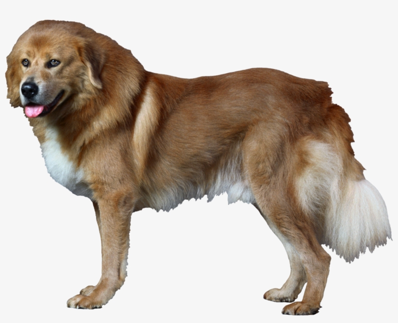 Dog Png - Dog Catches Something, transparent png #10110204