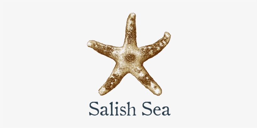 Starfish, transparent png #10110883