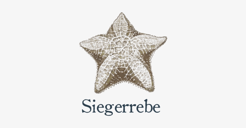 Starfish, transparent png #10111037