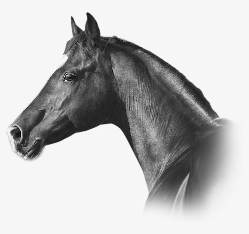 Horse Bedding - Stallion, transparent png #10112685