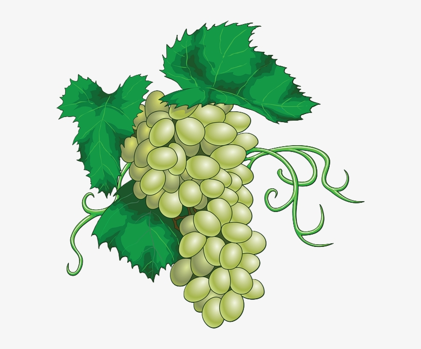 Vector Grapes, transparent png #10112721