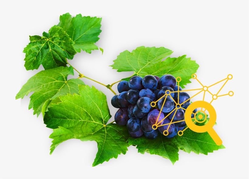 Da Colheita À Sua Mesa - Seedless Fruit, transparent png #10112800