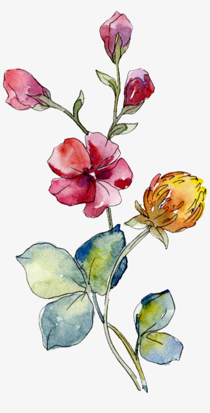 Watercolor Rose Flowers Freetoedit Overlay Watercolor - Watercolor Painting, transparent png #10112912