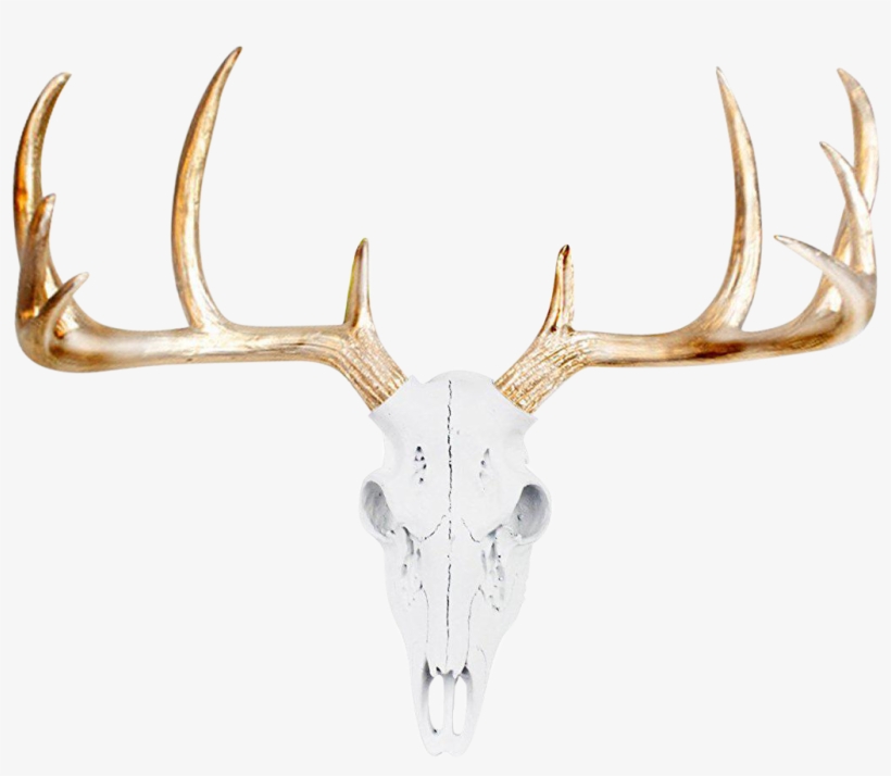 Antlers Side View - Deer Skull Wall Decor, transparent png #10115220