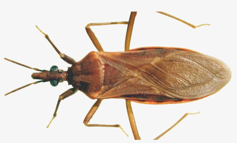 Brown Bug Png Clipart Background - Chaga Insect, transparent png #10116366