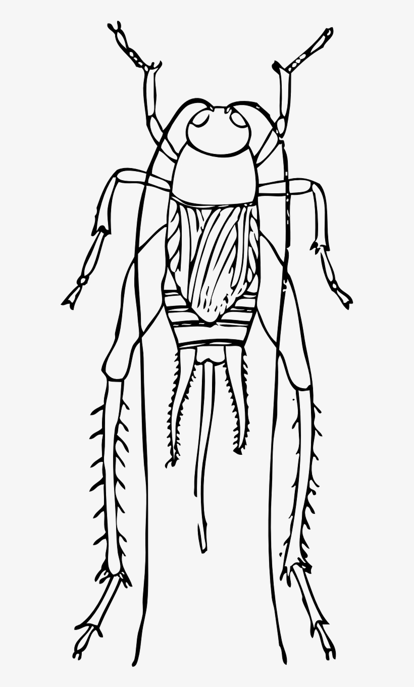 Cricket Insect Bug Antennae Png Image - Clip Art, transparent png #10116423