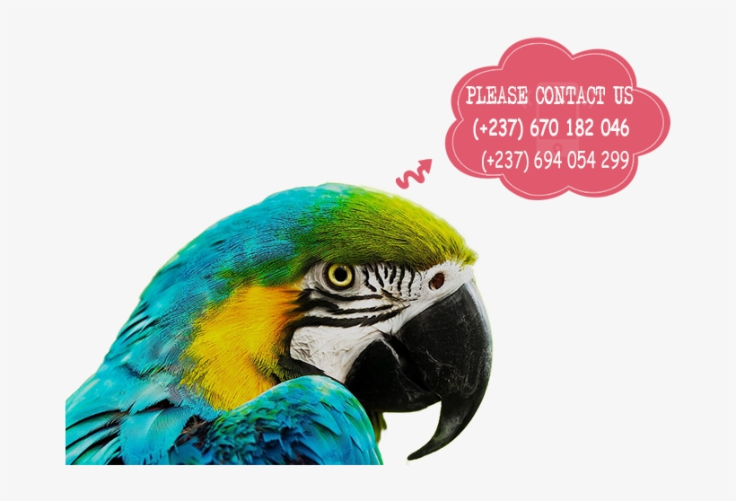 Parrots For Sale - Zoomed In Pictures Of A Parrot, transparent png #10117617