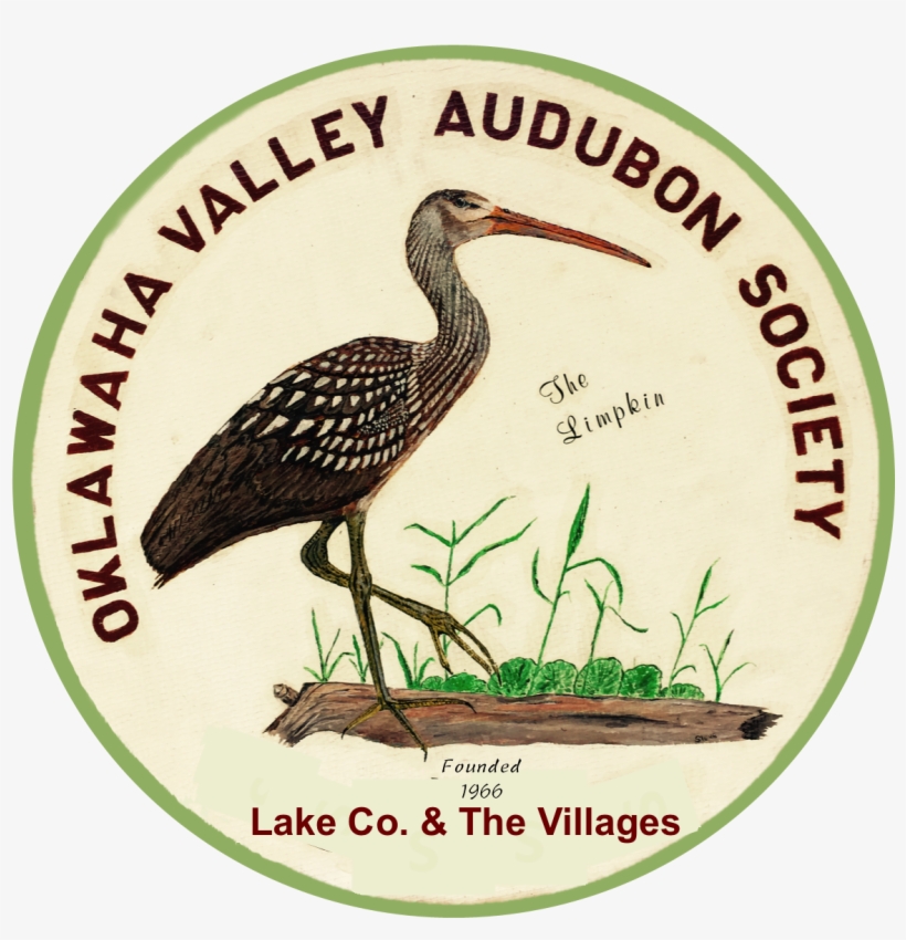 Oklawaha Valley Audubon Society - Limpkin, transparent png #10119404