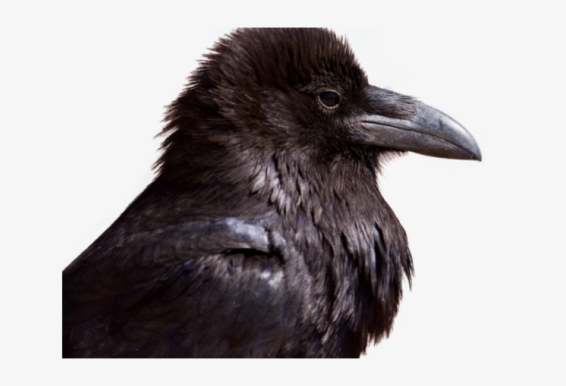 Crow Png Transparent Images - Transparent Png Of Crow, transparent png #10119505