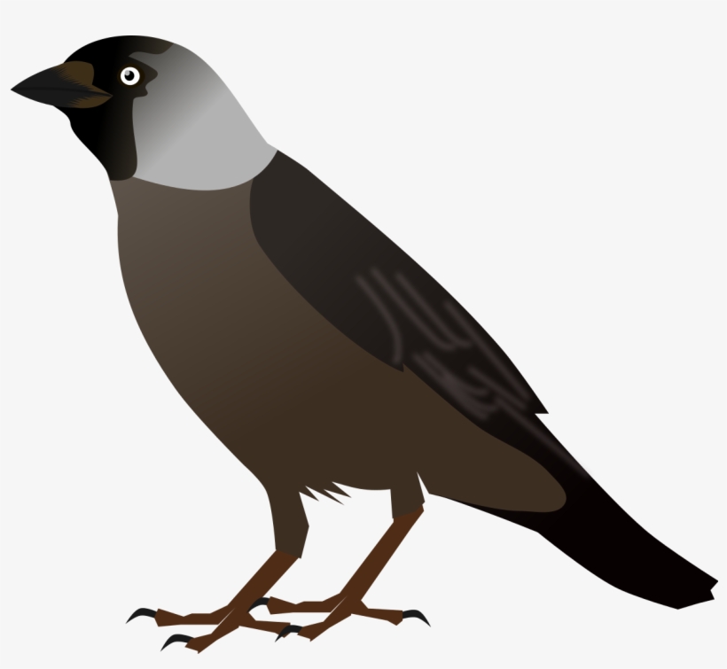 Crow Bird Cliparts - Jackdaw Clipart, transparent png #10119584