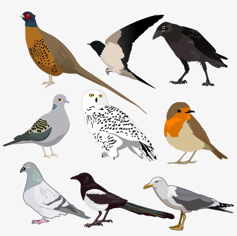 Printable Bird Stickers, transparent png #10119647