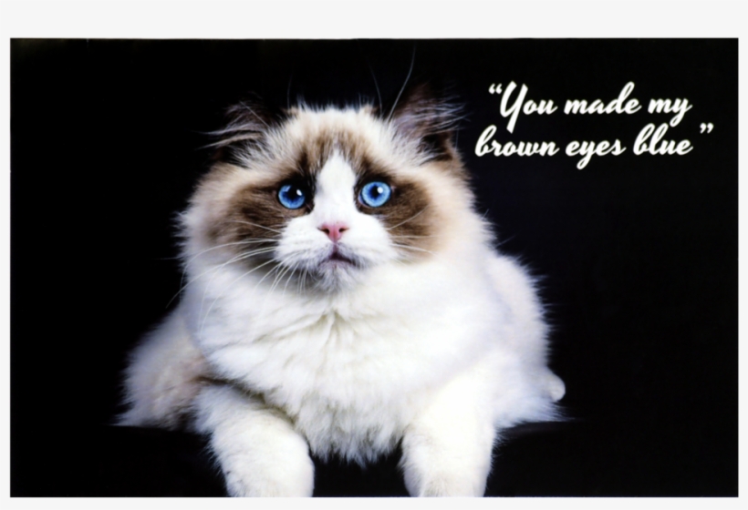 Gato Ragdoll, transparent png #10120965