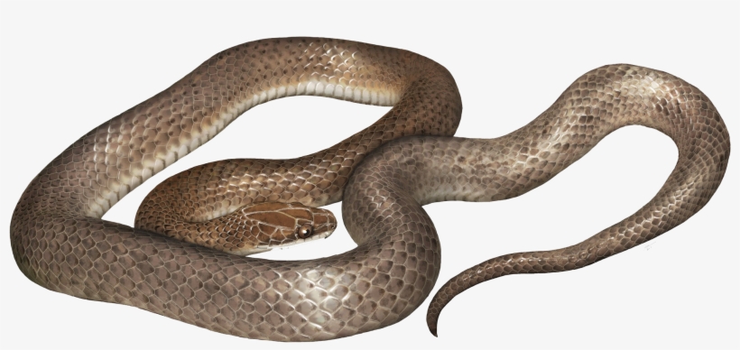 New Species Of Snake Found Inside Another Snake, transparent png #10123337